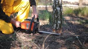 Seasonal Cleanup (Spring/Fall) in Pelham, AL